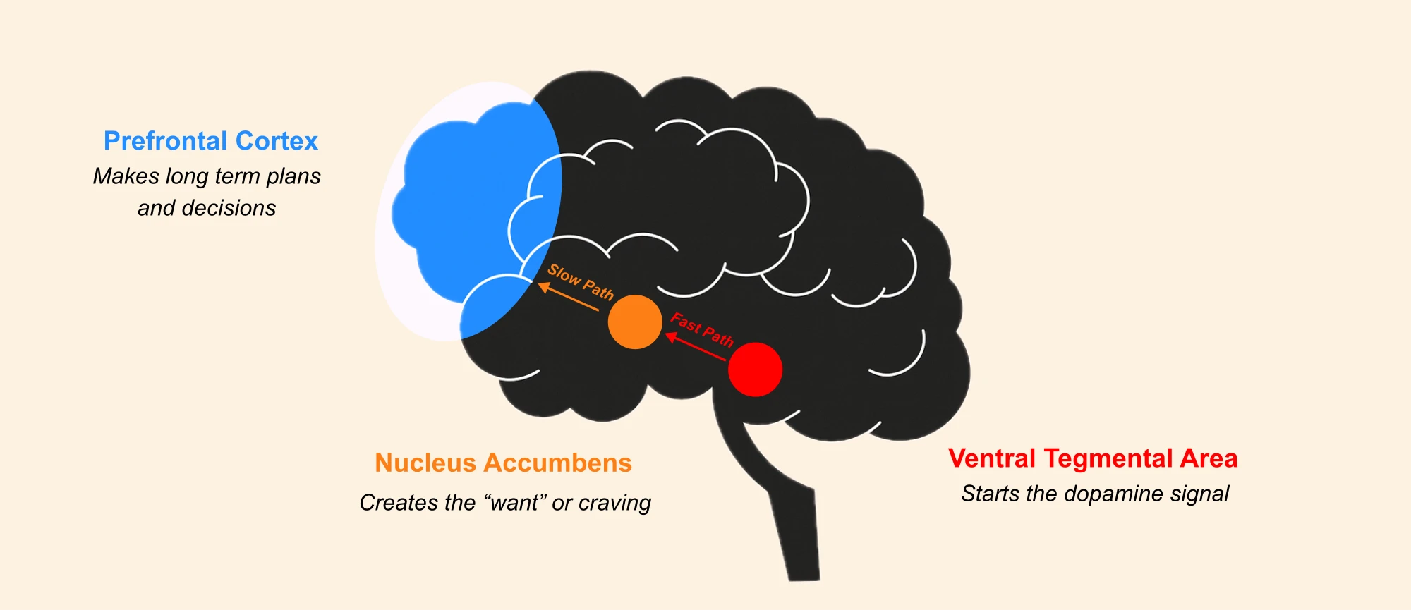 Dopamine Pathways in Goal-Directed Behavior